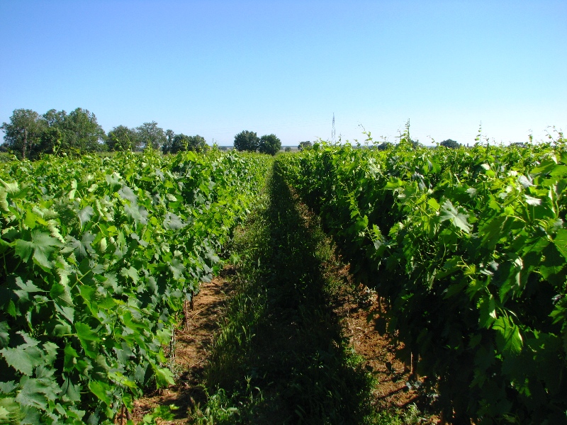 vigneto Cortigliano