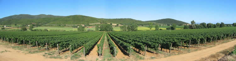 Vigneto di Cacciagrande