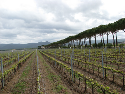 Vigneto di Donna Olimpia